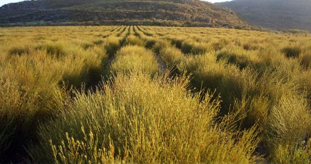 culture du rooibos